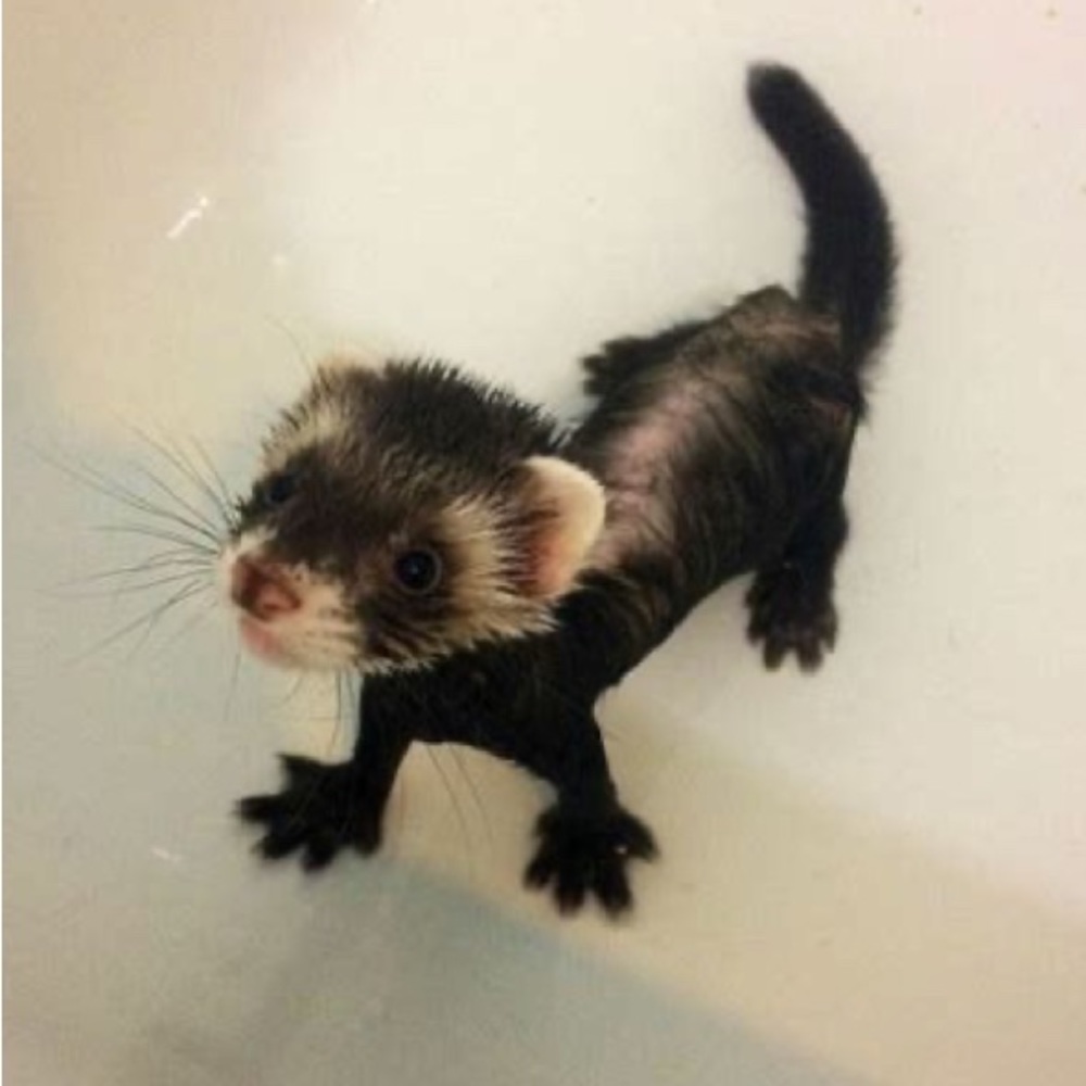 Meet your Posher, Sherry